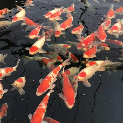 高唐·中国锦鲤生产流通指数2025年第三期 专业分析报告