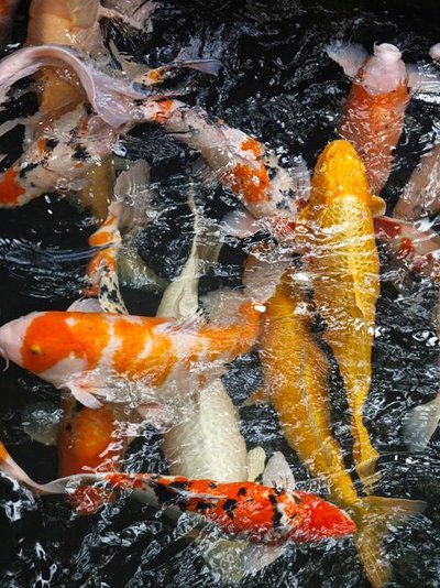 山东高唐：锦鲤为“笔”绘就乡村振兴新画卷