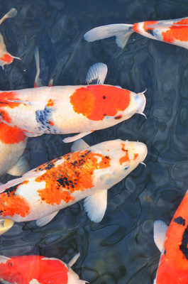 高唐县与省淡水渔业研究院签约，共建锦鲤产业技术支撑