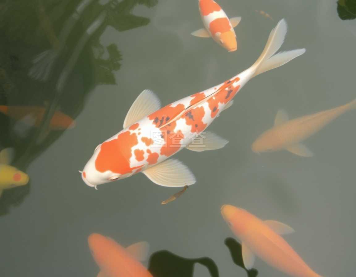 高唐锦鲤“游”向迪拜龙城 入选全省贸促系统改革创新典型案例